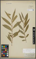 Foto von Salix alba L. x Salix fragilis L.